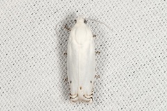 Hystrichophora vestaliana