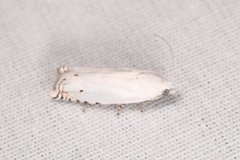 Hystrichophora vestaliana