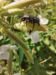Oxythyrea funesta