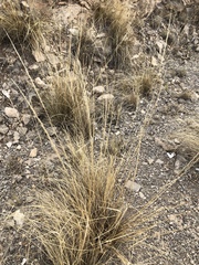 Muhlenbergia setifolia