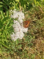 Nymphalidae