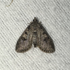 Palpita aenescentalis