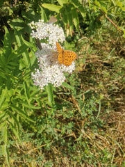 Nymphalidae