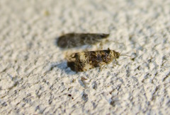 Endothenia marginana