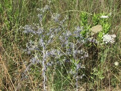 Eryngium creticum