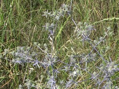 Eryngium creticum