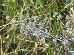 Eryngium creticum