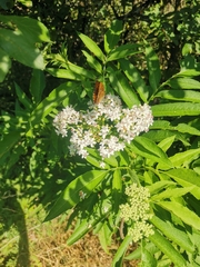 Nymphalidae