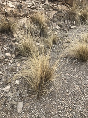 Muhlenbergia setifolia