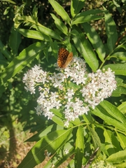 Nymphalidae