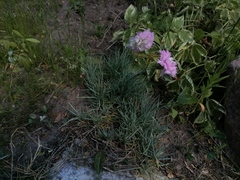 Dianthus plumarius