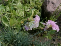 Dianthus plumarius
