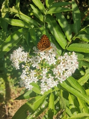 Nymphalidae