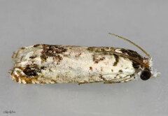 Eucosma ornatula