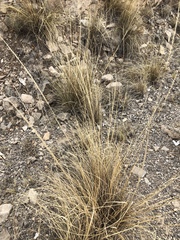 Muhlenbergia setifolia