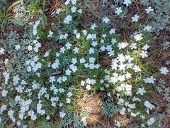 Phlox multiflora