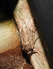 Ichneutica mutans