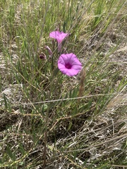 Ipomoea leptophylla