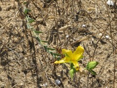 Hypericum triquetrifolium