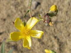 Hypericum triquetrifolium
