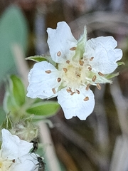 Potentilla alchimilloides