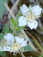 Potentilla alchimilloides