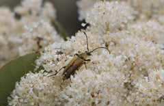 Lepturobosca
