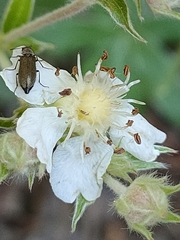 Potentilla alchimilloides