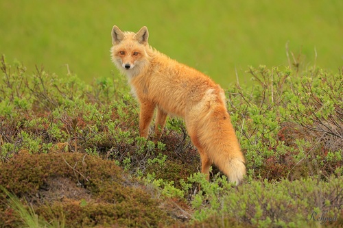 Red Fox photographed in Alaska