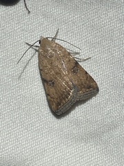 Micrathetis