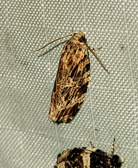 Phaecasiophora confixana
