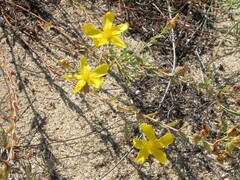 Hypericum triquetrifolium