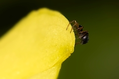 Heliophanus flavipes