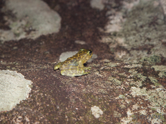 Amolops hongkongensis