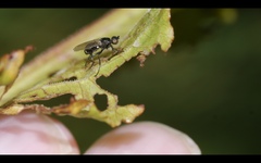 Themira putris