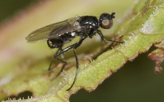 Themira putris