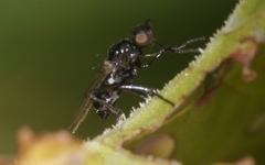 Themira putris