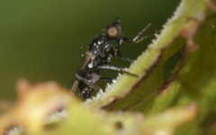 Themira putris