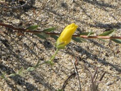 Hypericum triquetrifolium