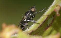 Themira putris