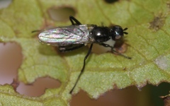 Themira putris