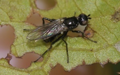 Themira putris
