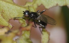 Themira putris