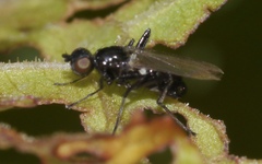 Themira putris