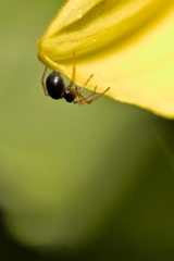 Heliophanus flavipes