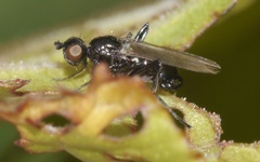Themira putris