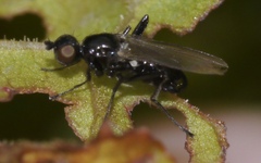 Themira putris