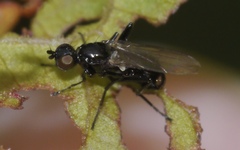Themira putris