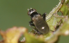 Themira putris