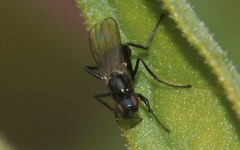 Themira putris